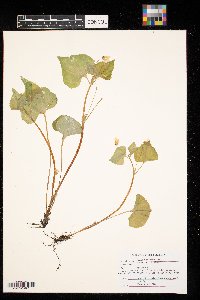 thumbnail image of current specimen