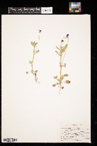 Image Associated With the Occurrence