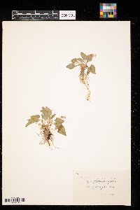 Viola sororia image