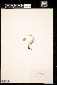 Viola sororia image