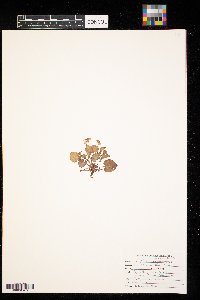 Viola sororia image