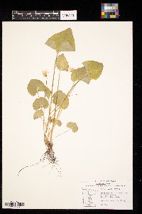 Viola sororia image