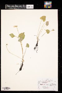Viola sororia image