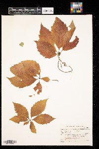 Parthenocissus quinquefolia image