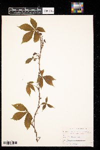 Parthenocissus quinquefolia image