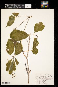 Parthenocissus inserta image