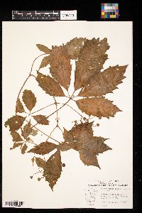 Parthenocissus inserta image