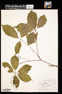 Parthenocissus inserta image