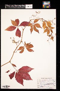 Parthenocissus inserta image