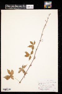 Parthenocissus inserta image