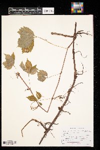 Parthenocissus inserta image