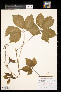 Parthenocissus inserta image