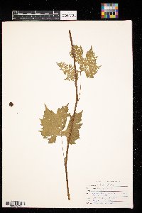 Vitis riparia image