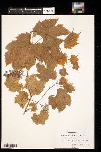 Vitis riparia image