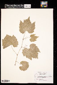 Vitis riparia image