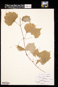 Vitis riparia image