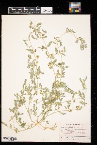 Tribulus terrestris image