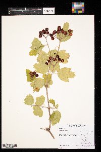 Viburnum opulus image