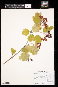 Viburnum opulus image