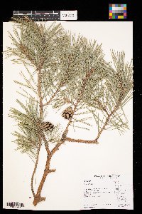 Pinus sylvestris image
