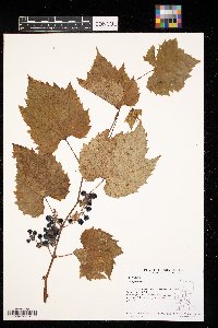 Vitis riparia image
