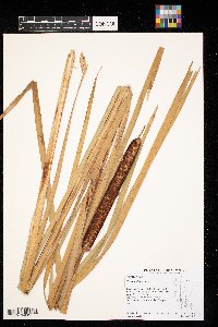 Typha x glauca image