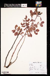 Rosa spinosissima image