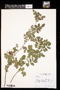 Rosa woodsii image