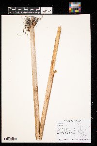 Typha x glauca image