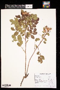 Rosa arkansana image