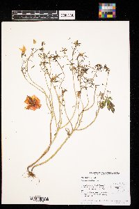 Image Associated With the Occurrence