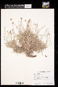 Eriogonum pauciflorum image