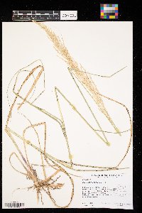 Calamovilfa longifolia image