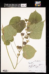 Abutilon theophrasti image