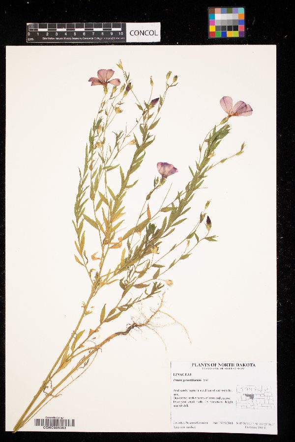 Linum grandiflorum image