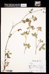Trifolium pratense image