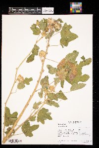 Althaea officinalis image