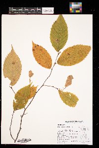 Ostrya virginiana image