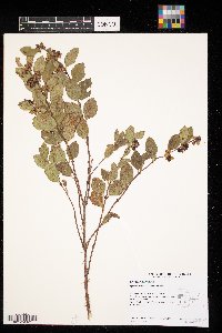 Symphoricarpos occidentalis image