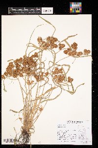 Cyperus odoratus image