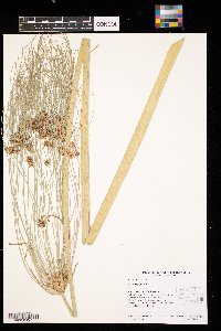 Cyperus papyrus image