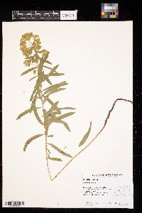Euphorbia virgata image