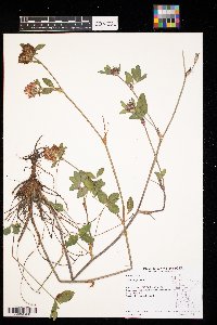 Trifolium pratense image