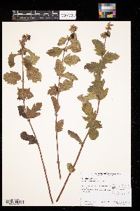 Symphoricarpos occidentalis image