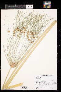Cyperus papyrus image