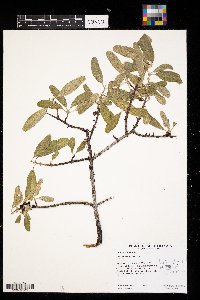 Shepherdia argentea image