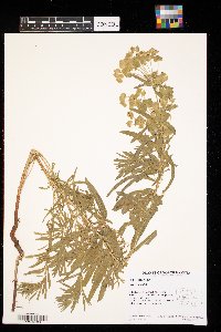 Euphorbia virgata image