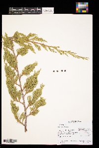 Juniperus virginiana image