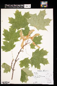 Acer platanoides image
