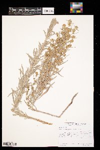 Artemisia cana image